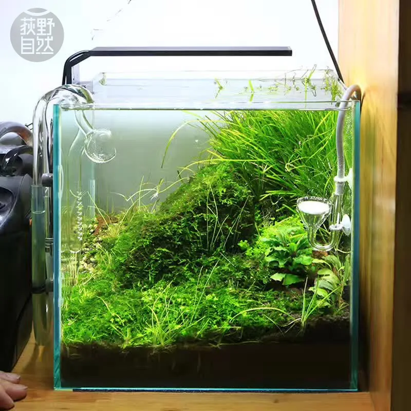 Aquarium Plant Growing - Chihiros C Series ADA สไตล์พืช Grow