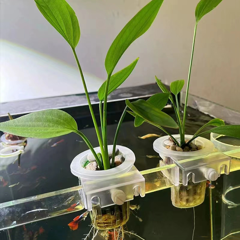 ตะกร้าปลูกตู้ปลาแบบไฮโดรโปนิกส - Planted Aquarium Materials บทวิจารณ์และราคา